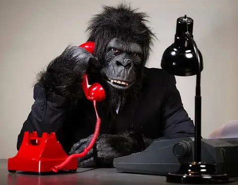 Gorilla costume at Adele's of Hollywood