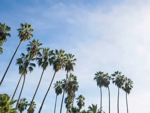 Primary image for Hollywood VOLUME