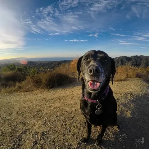 Dog at Westridge-Canyonback Wilderness Park